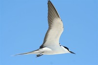 Sooty Tern - Sterna fuscata