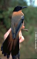 Rufous Sibia - Heterophasia capistrata