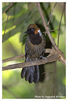 White-necked Laughingthrush - Garrulax strepitans