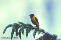 Black-and-yellow Grosbeak - Mycerobas icterioides