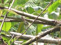 Bar-winged Prinia - Prinia familiaris