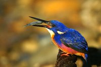 Azure Kingfisher