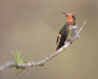 Rufous-crested Coquette (Lophornis delattrei) photo