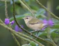 Tennessee Warbler (Vermivora peregrina) photo