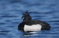 Tufted Duck (Aythya fuligula) photo