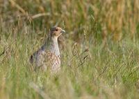 Gray Partridge (Perdix perdix) photo