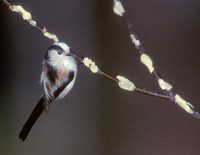 Long-tailed Tit (Aegithalos caudatus) photo