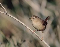 Winter Wren (Troglodytes troglodytes) photo