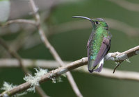 Mountain Velvetbreast (Lafresnaya lafresnayi) photo
