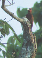 Scaly-breasted Woodpecker (Celeus grammicus) photo