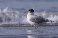 Great Black-headed Gull - Larus ichthyaetus