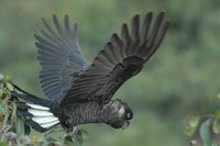 White-tailed Black-Cockatoo - Calyptorhynchus baudinii