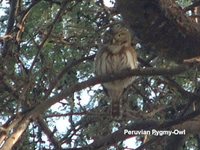 Peruvian Pygmy-Owl - Glaucidium peruanum