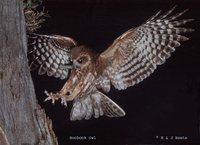 Southern Boobook - Ninox boobook