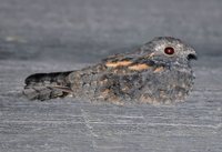 Savanna Nightjar - Caprimulgus affinis