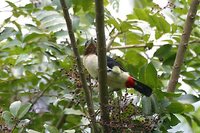 Black-girdled Barbet - Capito dayi