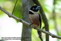 Black-and-yellow Broadbill - Eurylaimus ochromalus