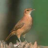 Rufous Hornero - Furnarius rufus