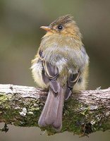 Tufted Flycatcher - Mitrephanes phaeocercus