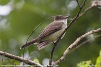 Swainson's Flycatcher - Myiarchus swainsoni