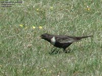 Ring Ouzel - Turdus torquatus