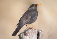 Chiguanco Thrush - Turdus chiguanco