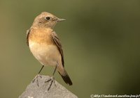 Black-eared Wheatear - Oenanthe hispanica