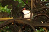 Black-throated Wattle-eye - Platysteira peltata