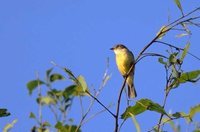 Lemon-bellied Flycatcher - Microeca flavigaster