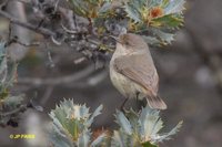 Western Thornbill - Acanthiza inornata