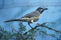 Rosy-patched Bushshrike - Rhodophoneus cruentus