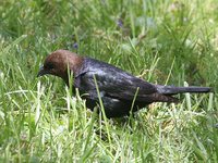 Brown-headed Cowbird - Molothrus ater