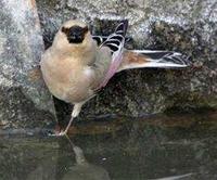 * Desert Finch