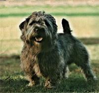 Glen of Imaal Terrier