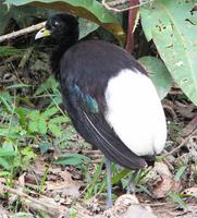 Pale-winged Trumpeter