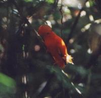 Guianan Cock-of-the-rock, male