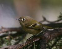 Rubycrowned Kinglet