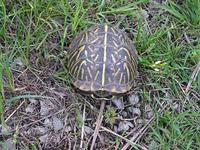Image of Box Turtle