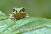 Bocages tree frog facing camera stock photo