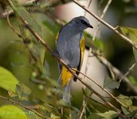 Grey-bellied Bulbul