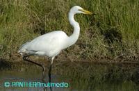 Ardea alba melanorhynchos