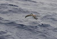 White-faced Storm-petrel (Pelagodroma marina)