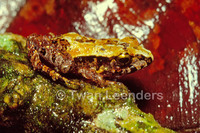 : Craugastor bransfordii