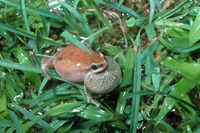 : Litoria rubella; Desert Tree Frog