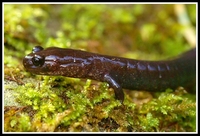 : Plethodon elongatus; del Norte Salamander