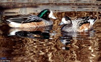 : Anas sibilatrix; Chiloe Wigeon