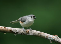 : Baeolophus bicolor; Tufted Titmouse