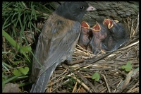 : Junco hyemalis; Dark-eyed (Oregon) Junco