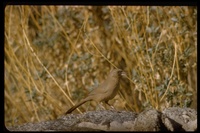 : Pipilo aberti; Abert's Towhee