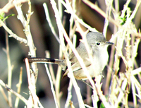 : Polioptila californica californica; Coastal California Gnatcatcher